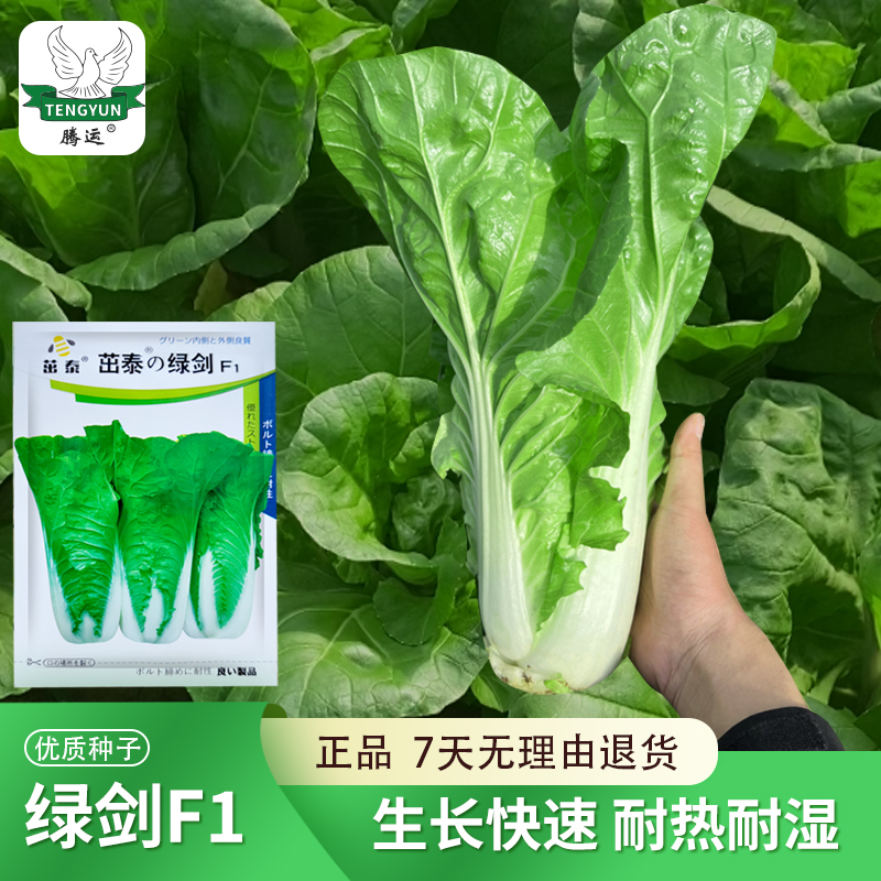  【拍二发四】四季速生快菜种子 耐热耐湿夏秋种植小白菜籽盆栽蔬菜