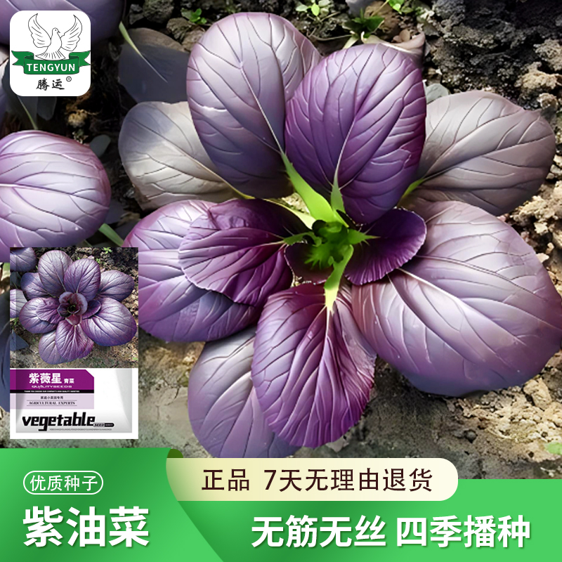 紫色小青菜种子紫油菜种籽四季阳台庭园播种盆栽易种春秋蔬菜种子