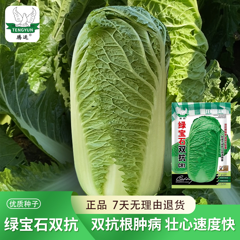 绿宝石胜根赢豪双抗大白菜种子大全秋播高产抗病根肿耐储白菜种籽