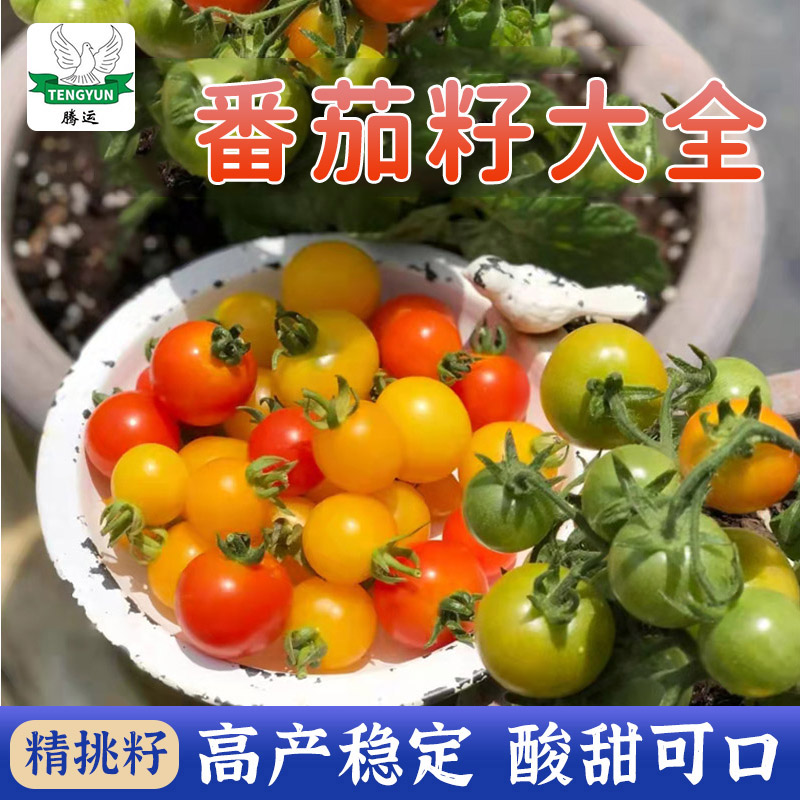 【小番茄种子大全】耐热西红柿种子花生小番茄种子西红柿庭院四季