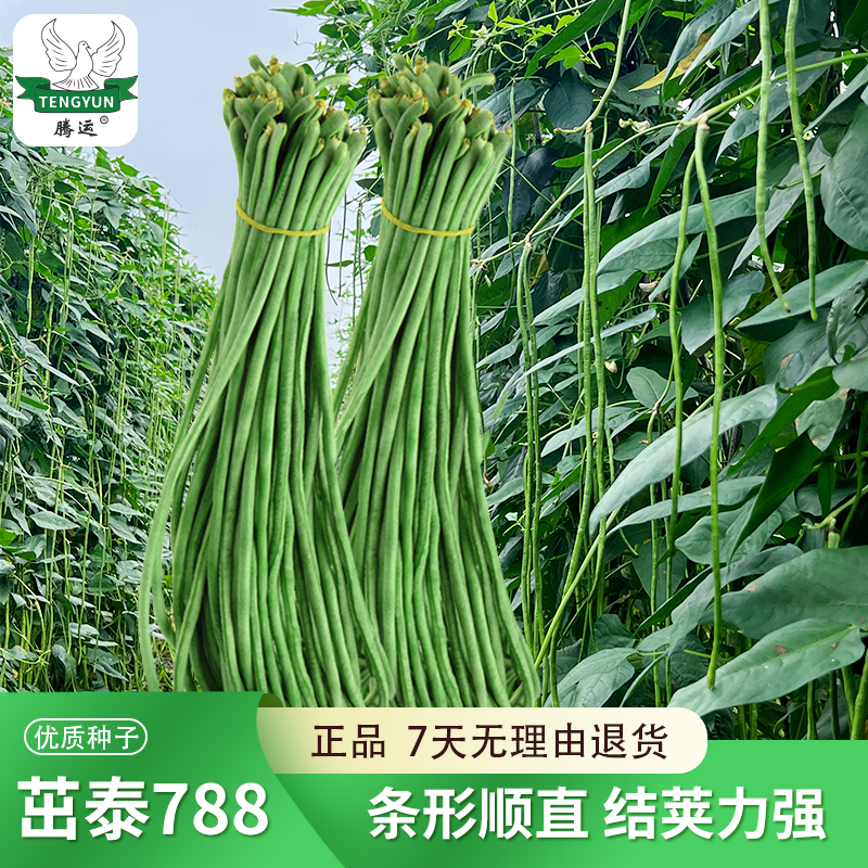 豇豆种子大全春夏秋耐寒耐热四季高产豇豆种子籽摘不败绿条长豆角