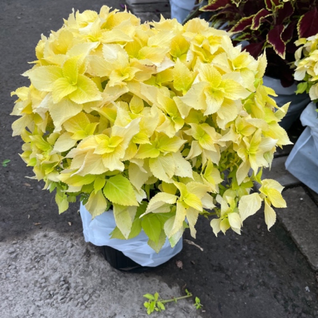 花草花彩叶草庭院盆栽植物景观绿化植物