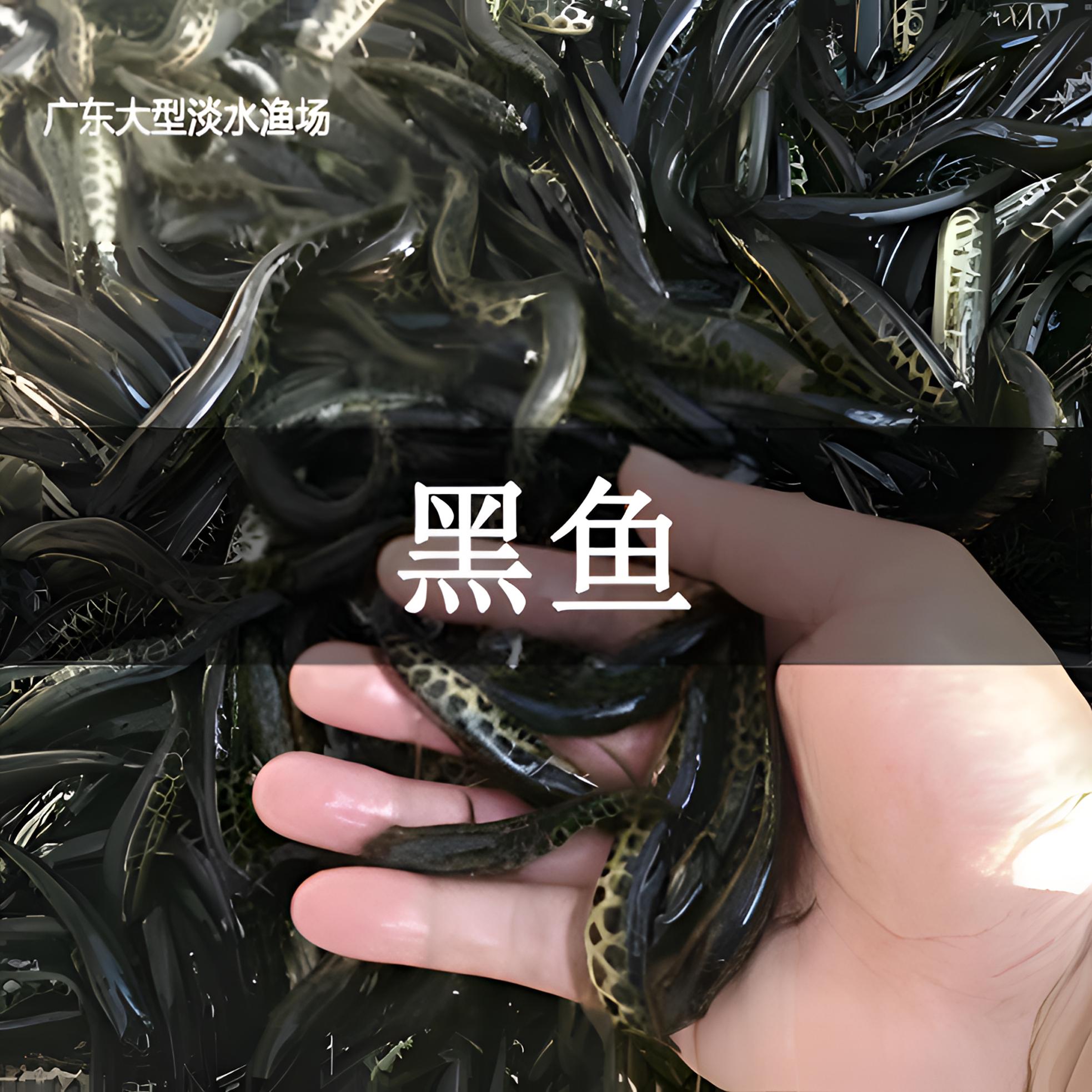 广东黑鱼 乌鳢鱼 淡水生鱼活体 特大凶猛冷水观赏鱼