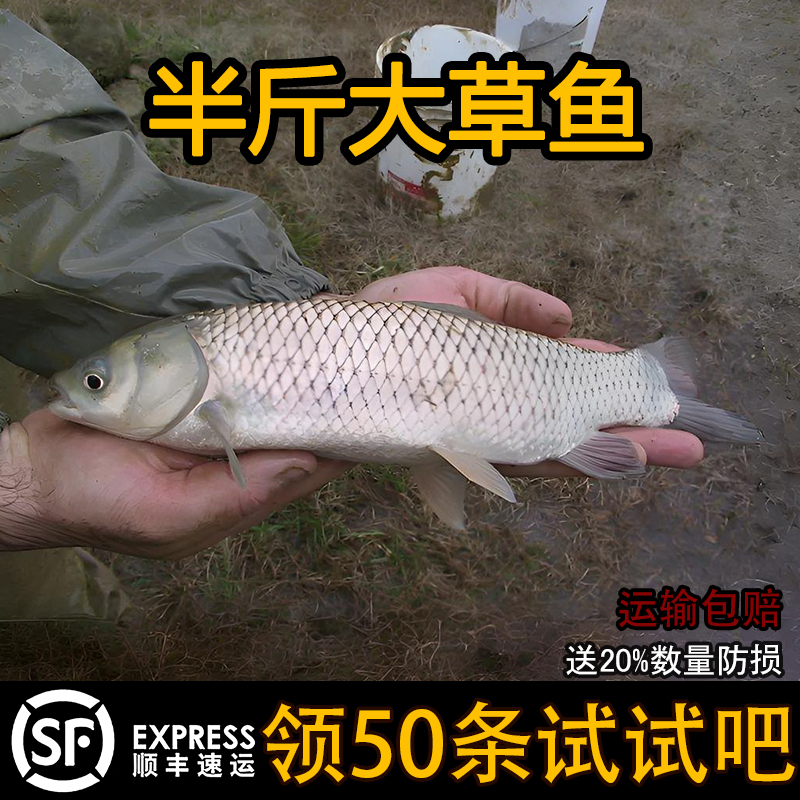 优质正宗大草鱼珠江草鱼放鱼塘淡水鱼包邮包活渔场直供批发