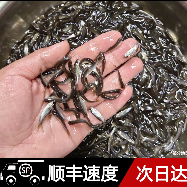 喂乌龟饲料鱼活鱼食蚊鱼麦穗鱼乌龟吃的小鱼苗龙鱼斗鱼宠物饲料
