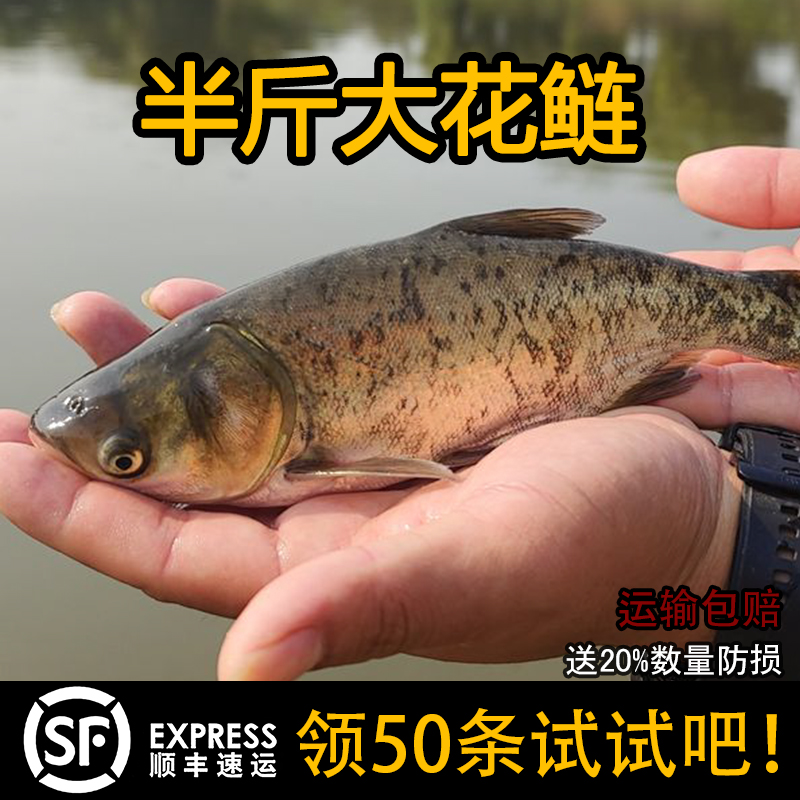 大头花鲢鱼鲜活体胖头雄鱼淡水养殖食用批发特大花白鲢鳙鱼