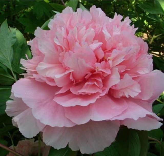 【四大名品赵粉】名品牡丹粉色起楼千层大花，洛阳原产地直发