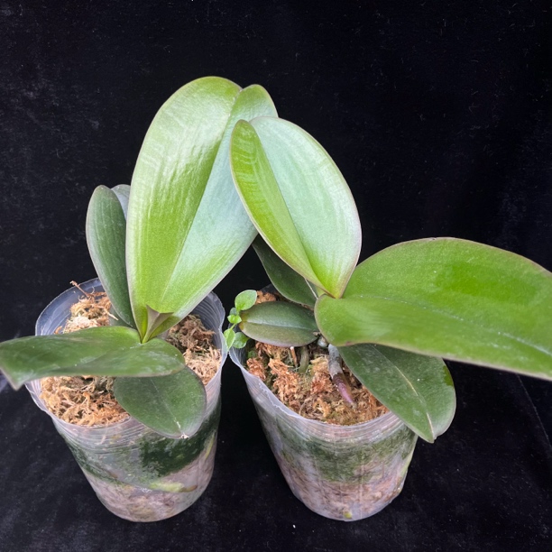 随机花后苗一棵