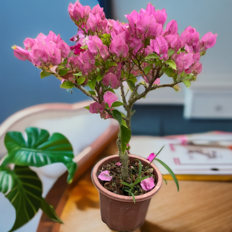 芭比粉三角梅原盆土