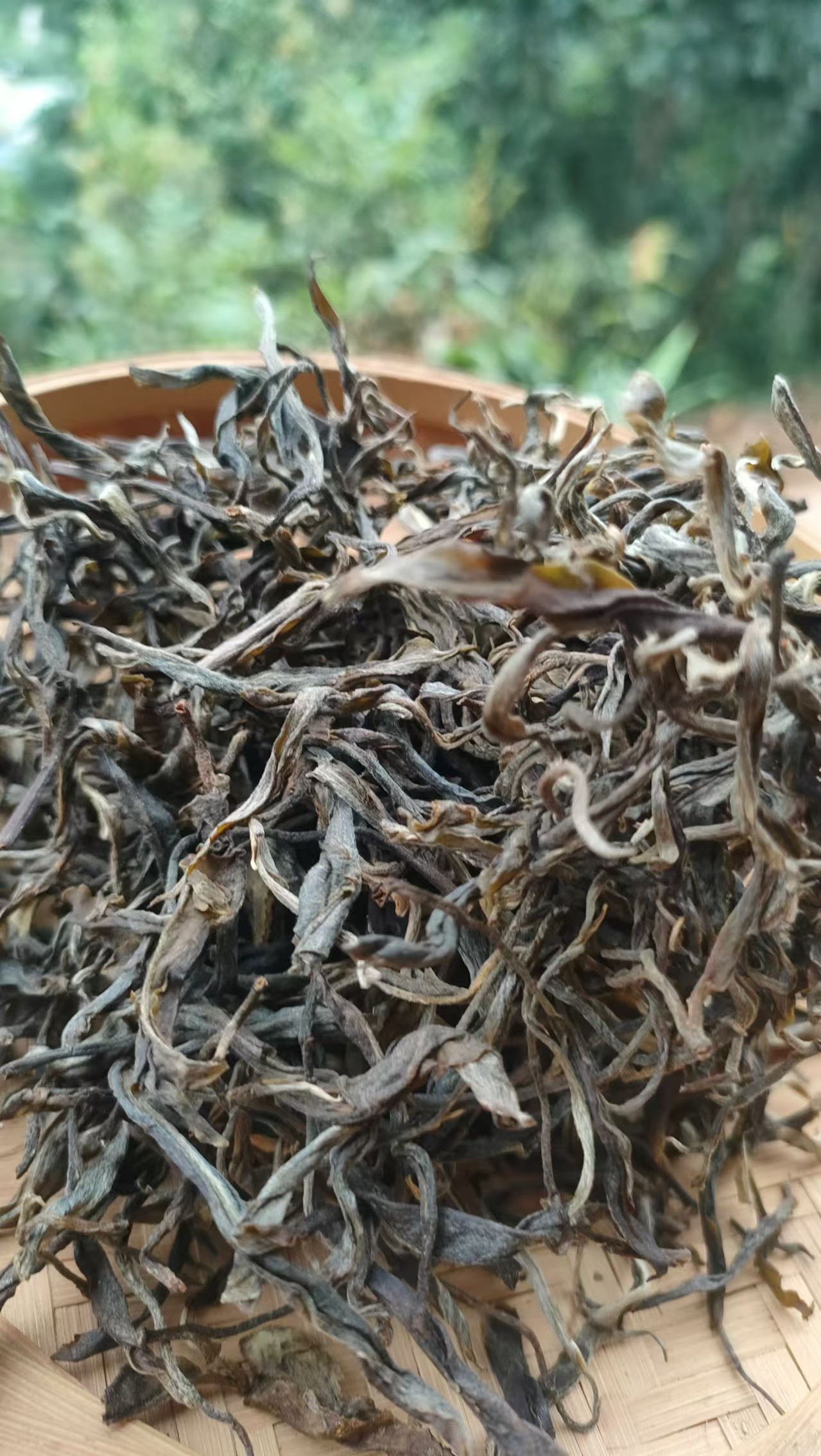 勐库大雪山2024年古树秋茶500克