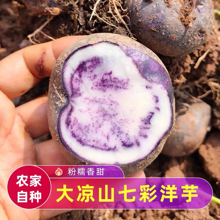 凉山高山农家种植新鲜紫色七彩乌洋芋花心小土豆现挖现发绿色健康