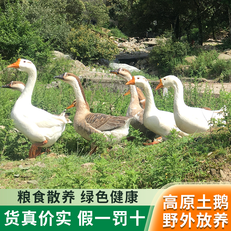 正宗农家土鹅野青草粮食散养老鹅四川大白鹅现杀新鲜美味土白鹅肉