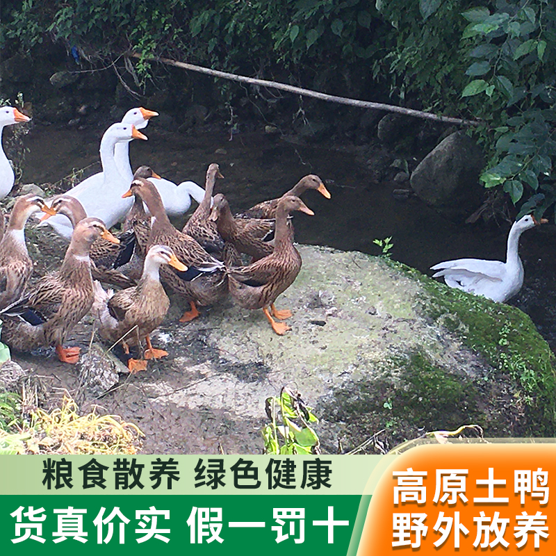 正宗大凉山农家纯粮散养土麻鸭老鸭绿头鸭高原山区新鲜美味老鸭肉