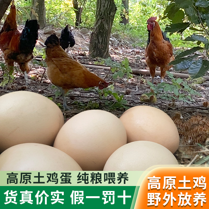 大凉山农家生态散养土鸡蛋新鲜本地鸡蛋正宗纯粮喂养岩鹰鸡土鸡蛋