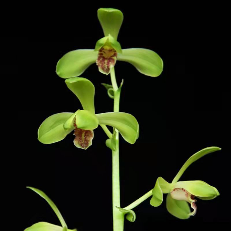 老种蕙兰 大一品 兰花苗国兰室内盆栽花卉浓香栽培花期冬季香型