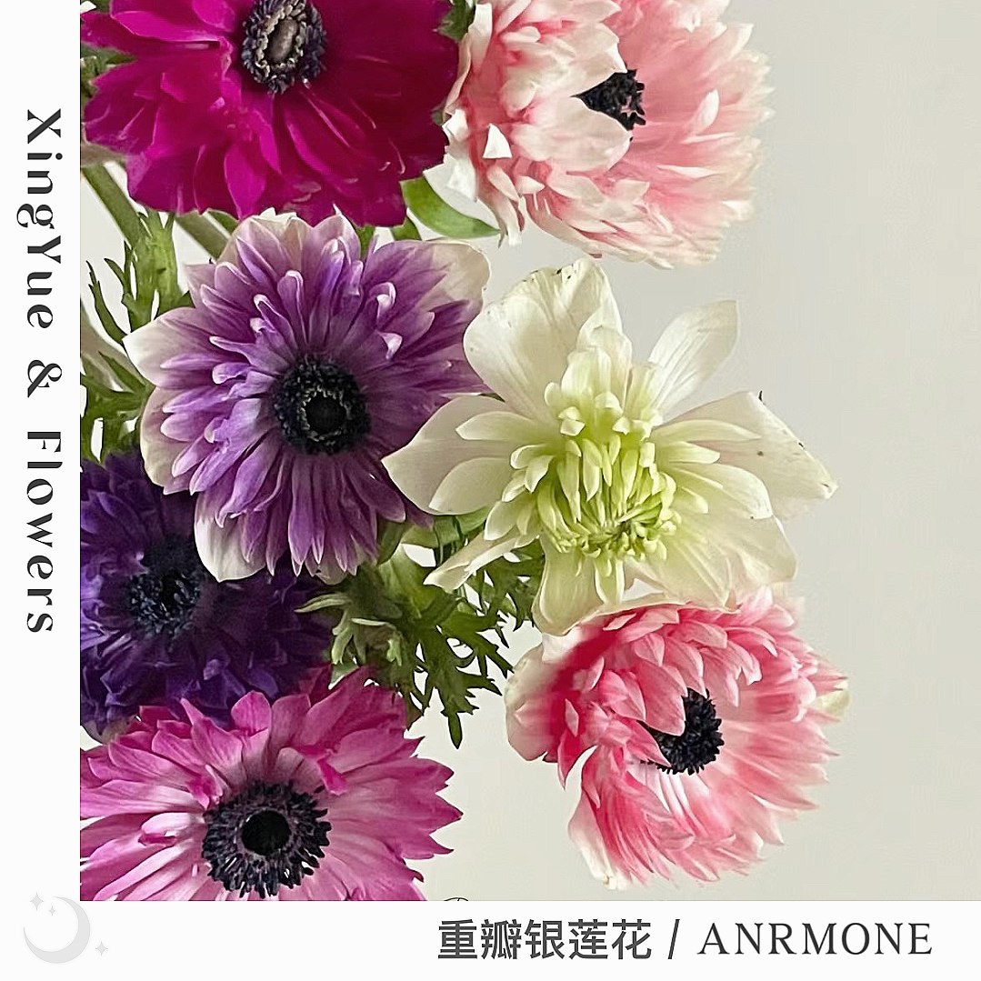 【星玥鲜花】重瓣银莲花 新品上市