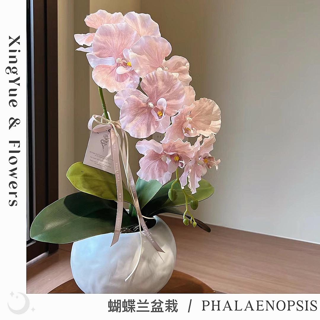 【星玥鲜花】蝴蝶兰盆栽