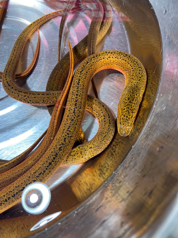 湖南安乡农村土黄鳝