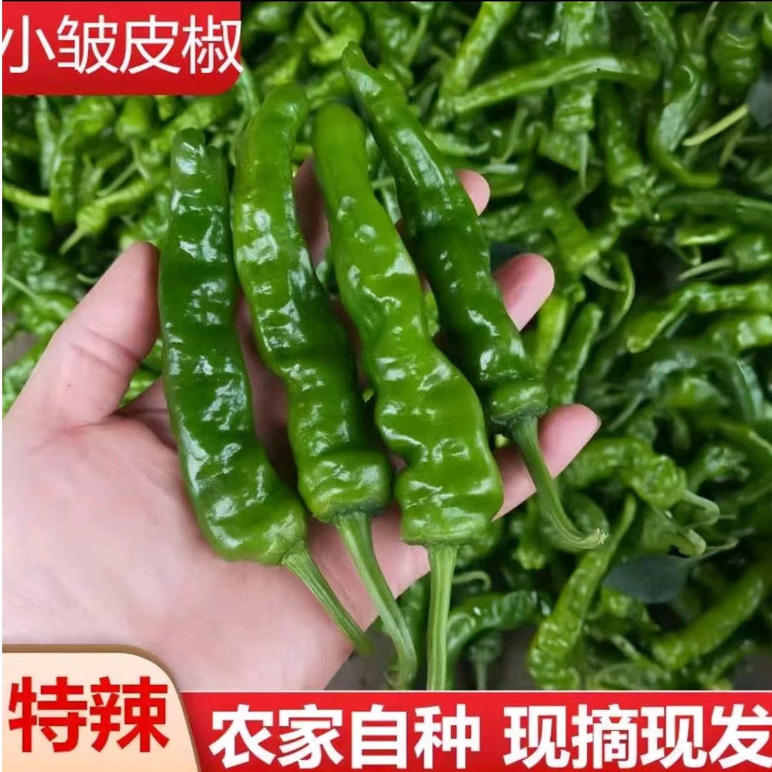 新鲜辣椒小皱皮辣椒特辣爆辣皮薄香辣炒辣子鸡现摘现发产地包邮