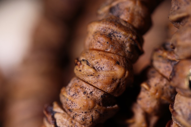 【不言制珠】藏切红芽口柏香籽横打斜切百香籽108横打大肠【奇迹年】