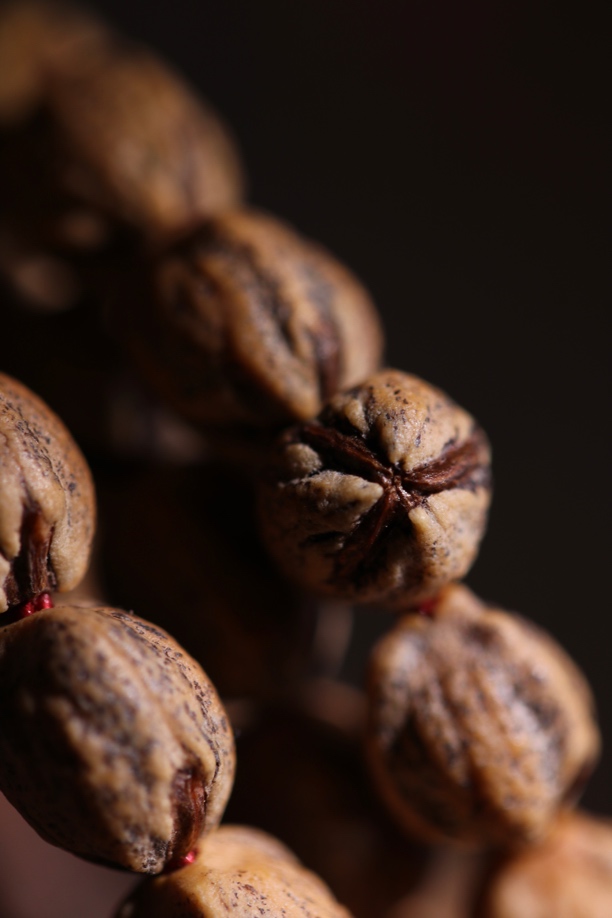 【三足鼎立】系列红芽口百香籽三棱正奔胶囊百香籽籽原桩【不言制珠】