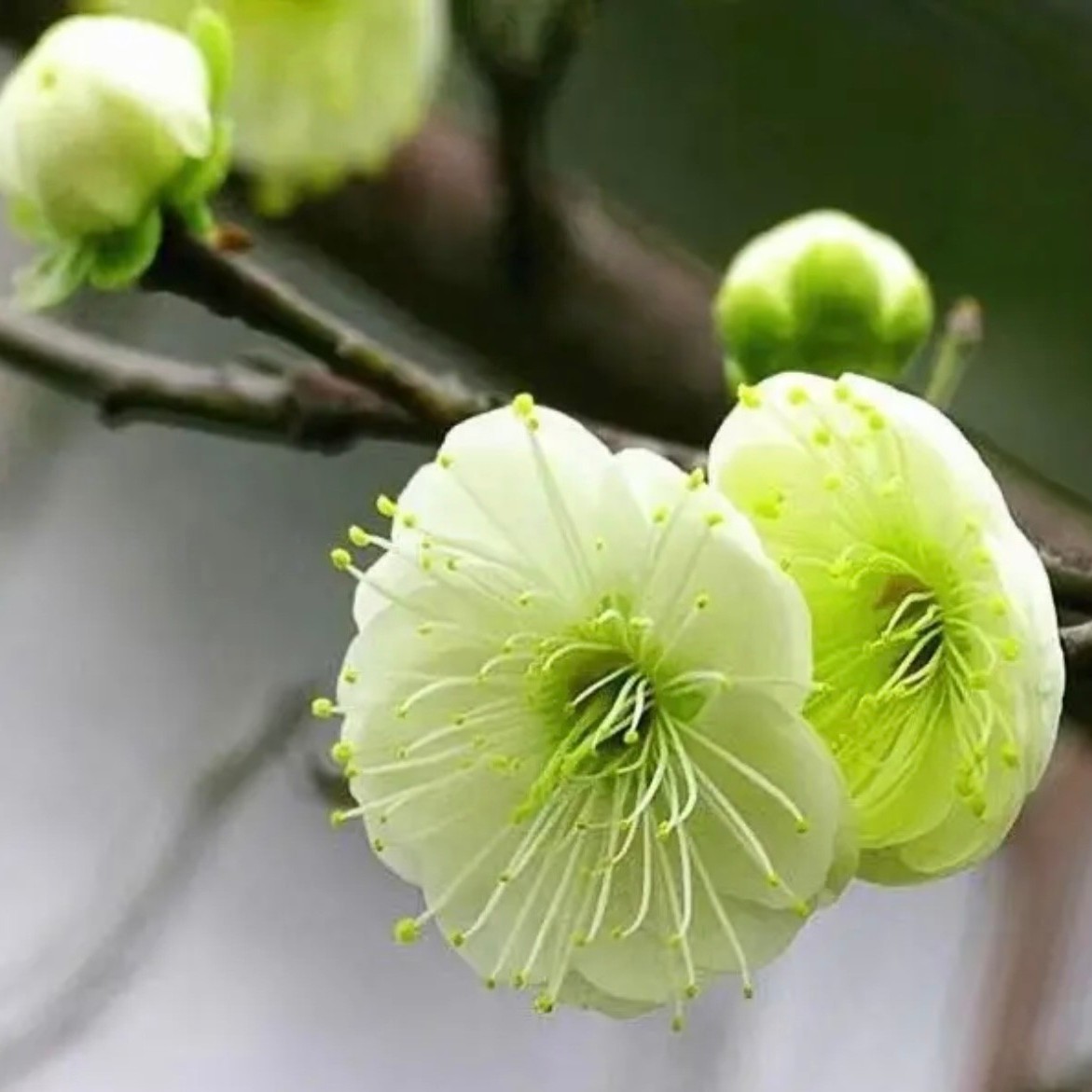 冬季精品绿鄂梅花盆景 绿梅盆栽老桩梅花耐寒耐热