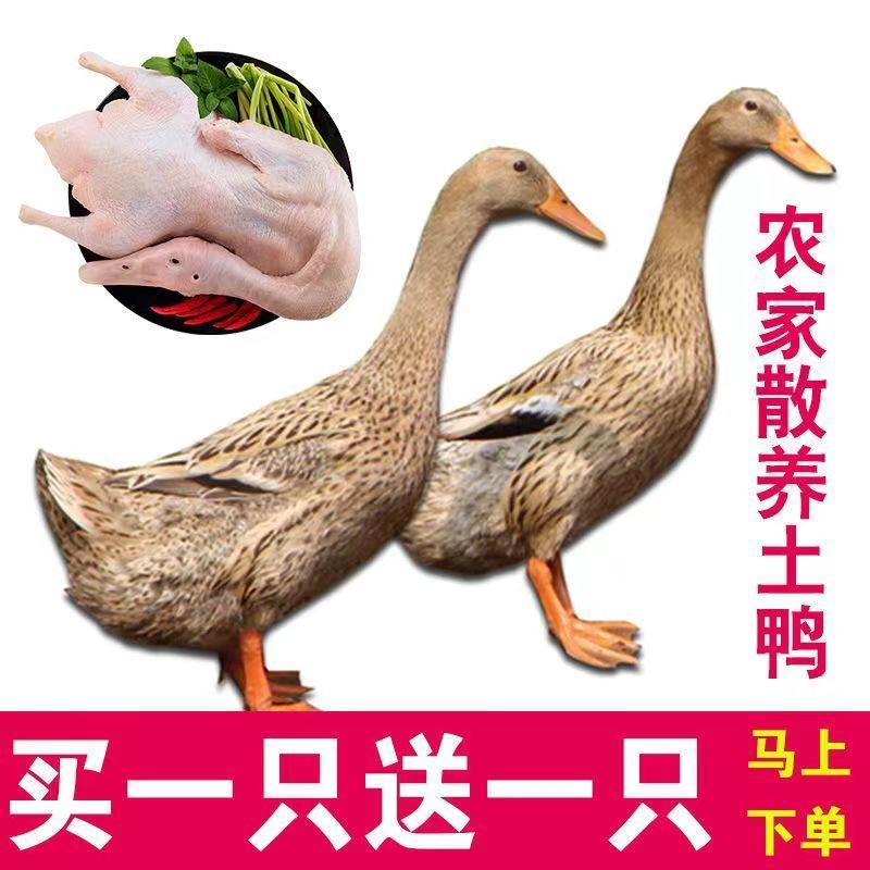 【特价中】只农家散养土鸭鸭肉嫩鸭草鸭白条鸭麻鸭鸭子整只鸭血