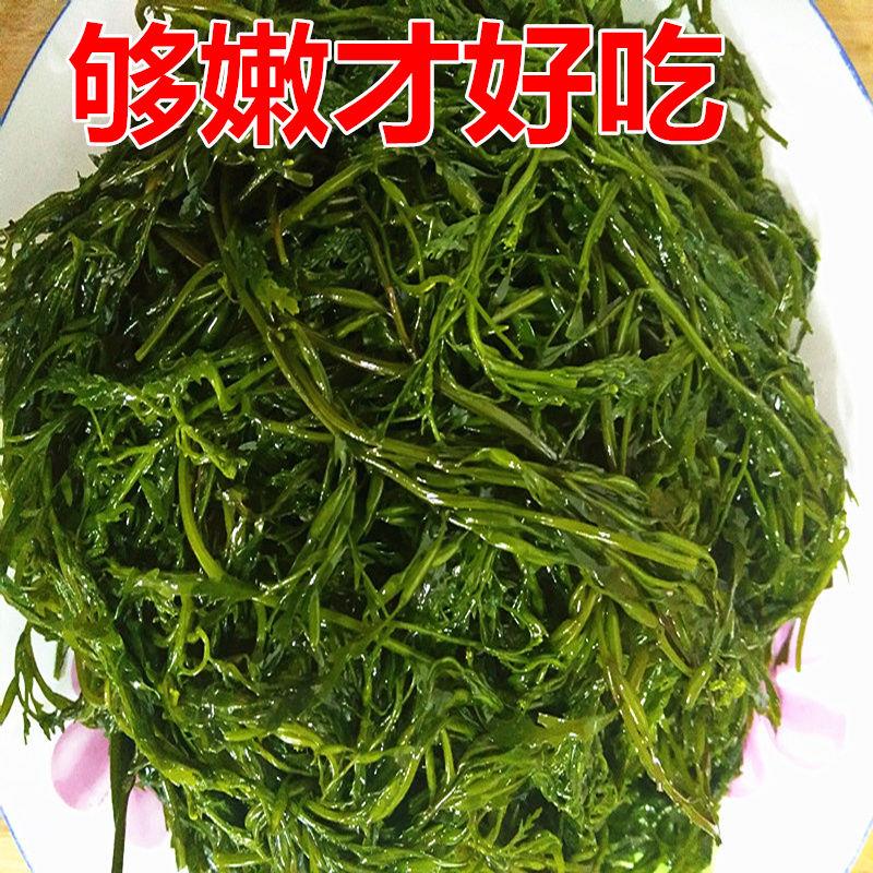 新鲜盐渍马尾藻龙须菜鞭炮竹羊栖菜碱性海藻长寿菜火锅食材