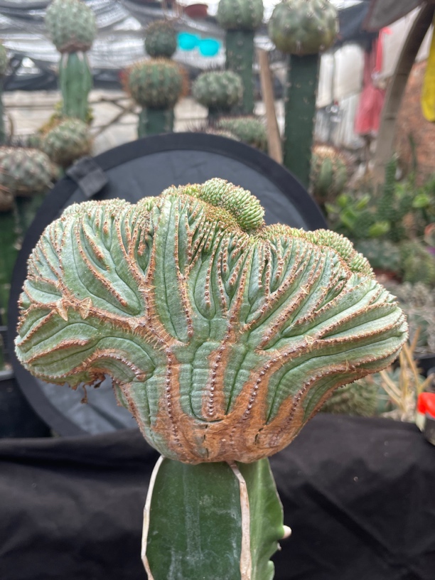 欧系布纹球缀化锈斑纹路漂亮仙人球