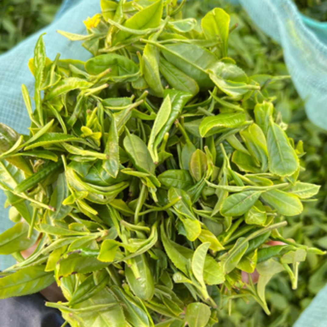 03照岚【五月春茶浓豆香】日照绿茶新茶豆香浓郁春茶