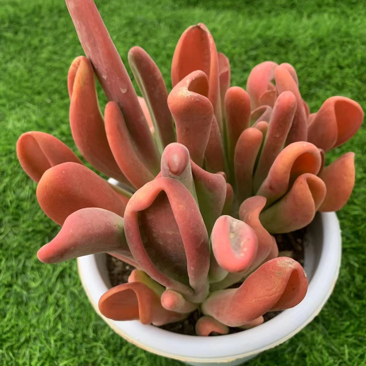 多肉植物一物一拍