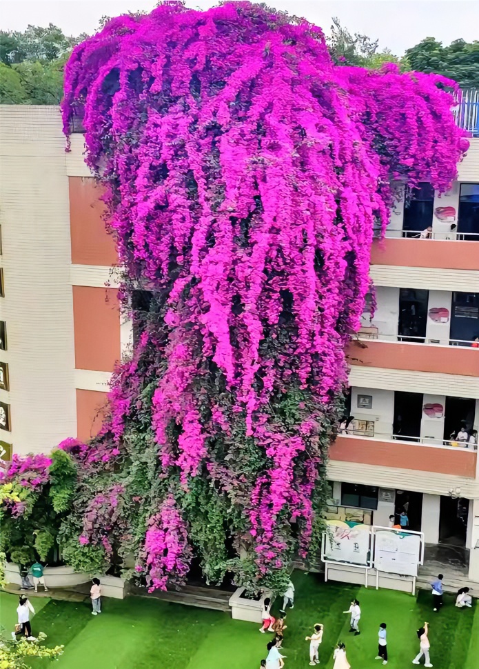 安格斯云南紫 运输途中会出现掉花落叶的情况介意慎拍，换盆不售后