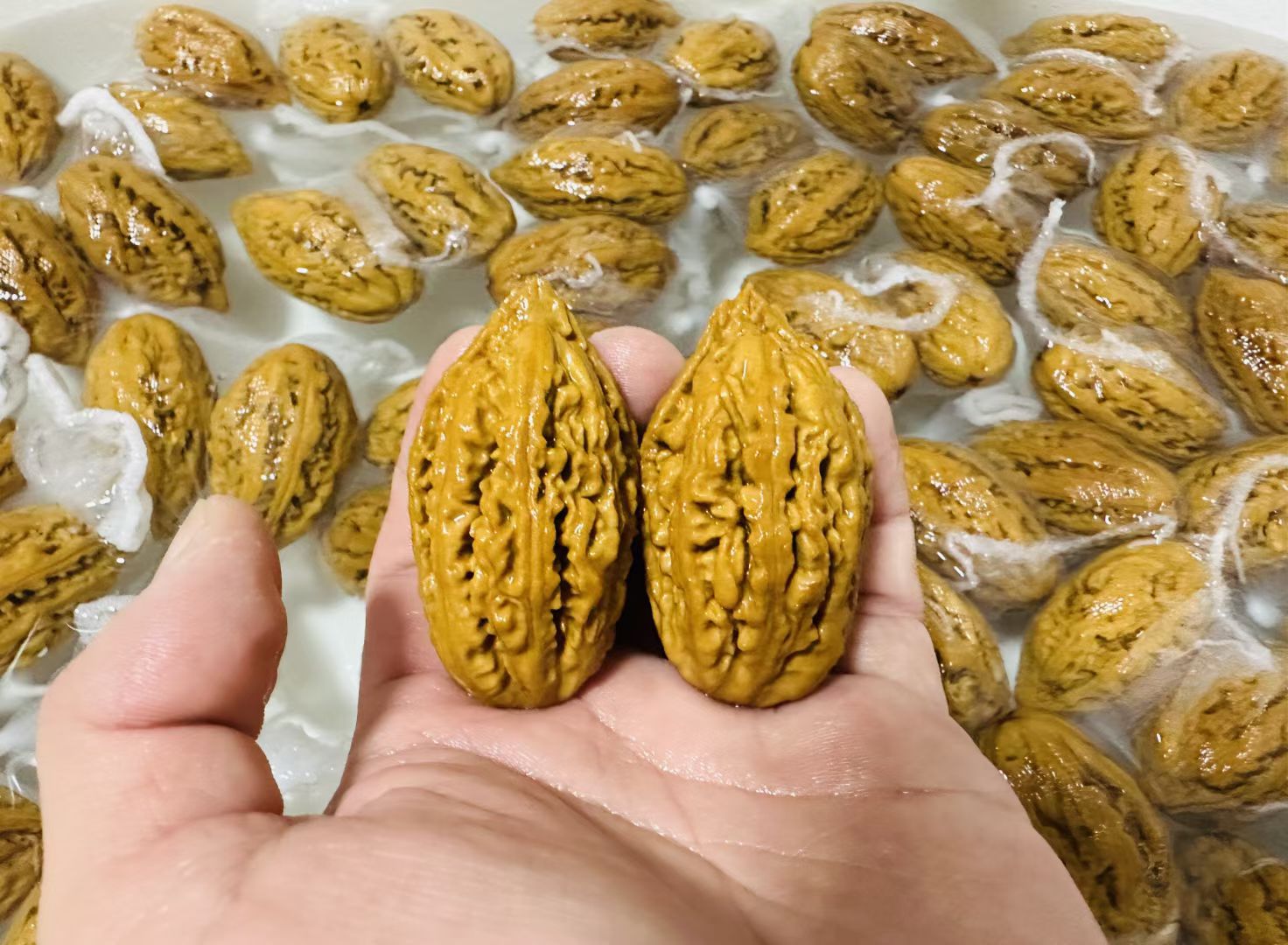 东北楸子直播专用，请勿私拍