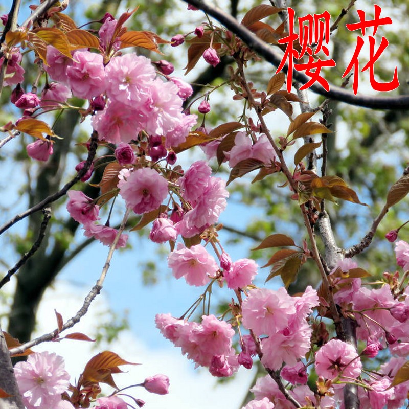 樱花树苗日本樱花树庭院地栽风景树南北方种植绿化工程园林风景树