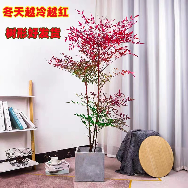 南天竹盆栽树苗火焰南天竹室内老桩盆景红天竺室外庭院耐寒植物
