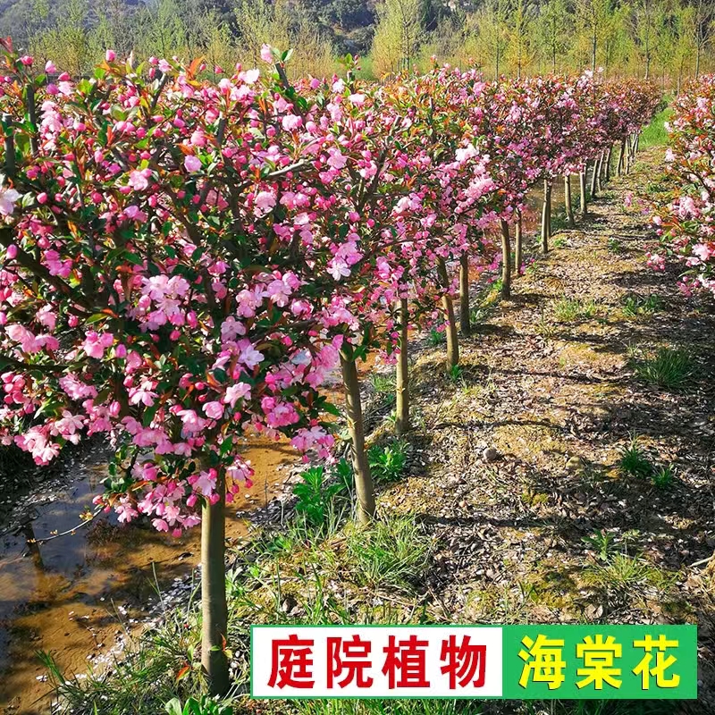 垂丝海棠西府海棠花庭院别墅花园植物土球发货
