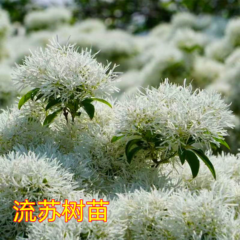 流苏树苗白流苏花树苗盆栽地栽庭院四季风景绿化苗木油根子流苏苗
