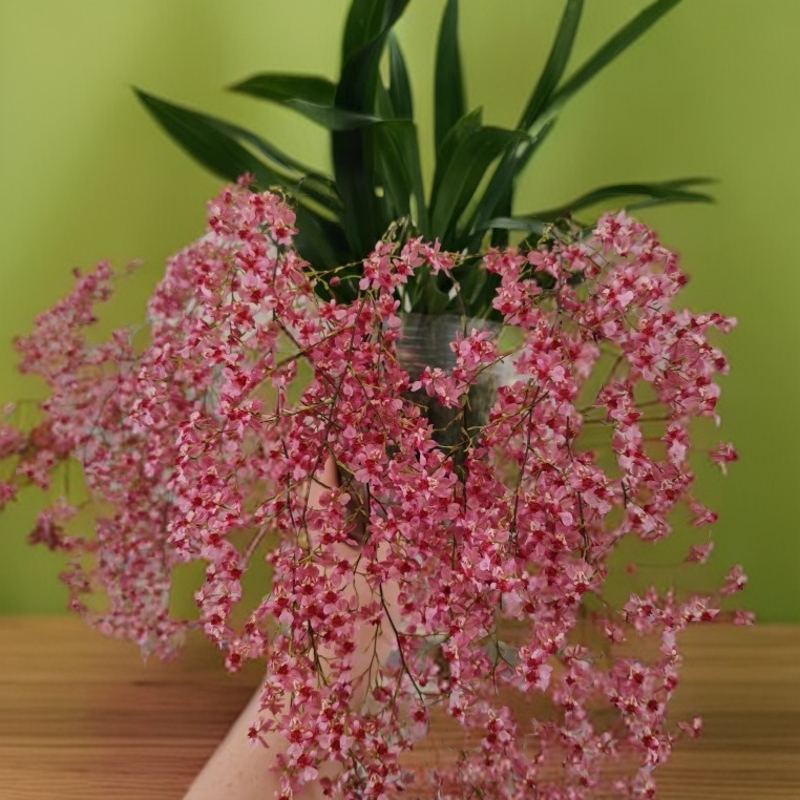 新款梦香文心兰带花苞浓香型办公室绿植花卉送花盆基地直发