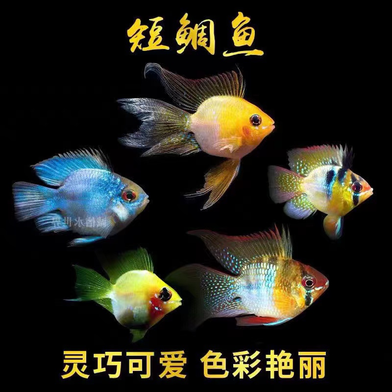 桃心金波子长尾阿凡达 宝蓝凤球 活体观赏鱼顺丰活发货小型鱼饲养