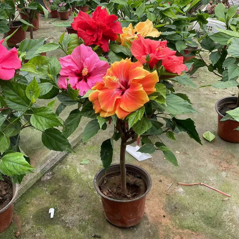 重瓣扶桑带花苞室内阳台庭院带盆带土好养植物