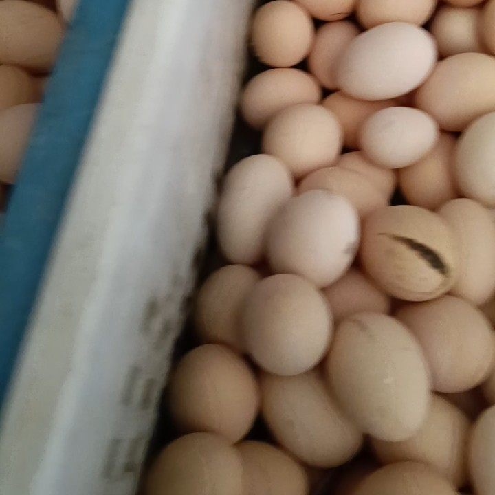 农村散养绿壳红壳土鸡蛋