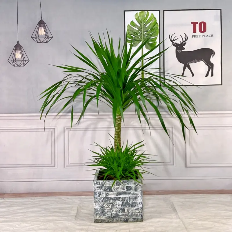 老桩龙须树大型植物多头龙血树造型龙铁树吸甲醛客厅好养