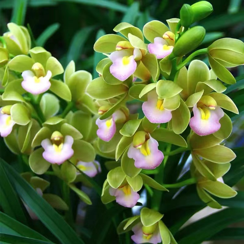 高档名贵精品5花起【香水香兰】惠兰高档品种 盆栽室内花卉绿植好养