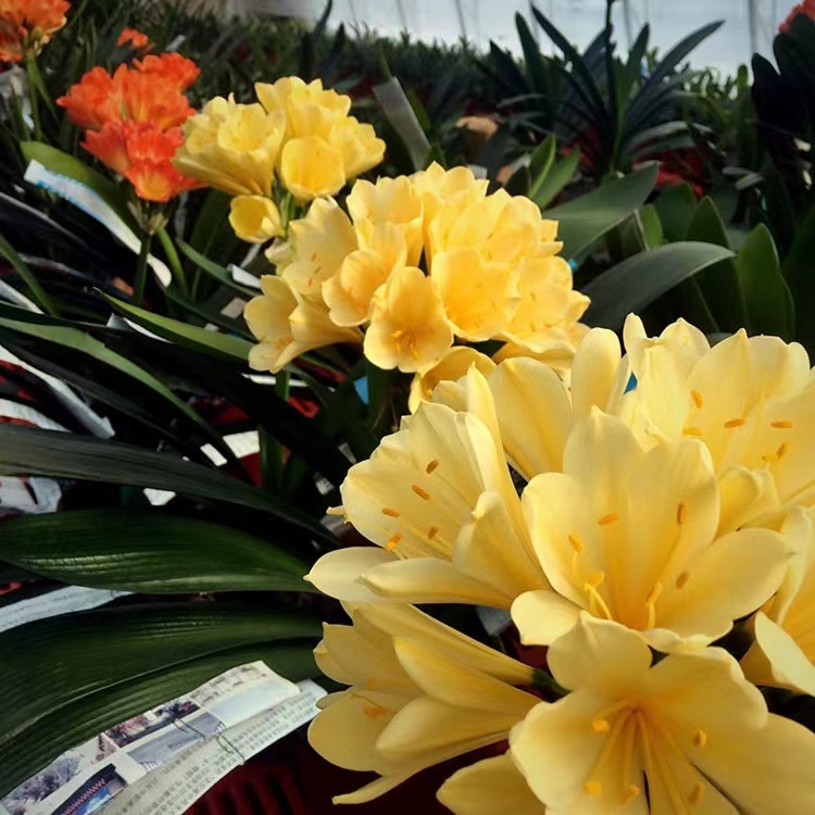 精品君子兰国兰短叶黄花 