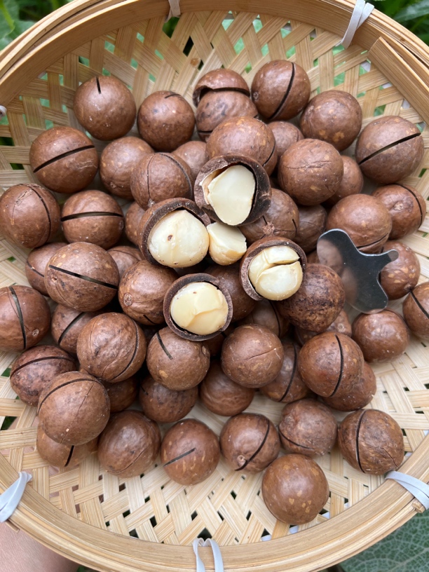 澳洲特大颗粒夏威夷果，壳薄出仁率高，奶香细腻酥脆