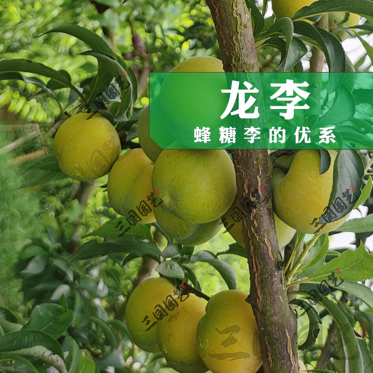 龙李优质果树苗李子树苗嫁接李子苗纯甜种植蜂糖李升级版果树树苗