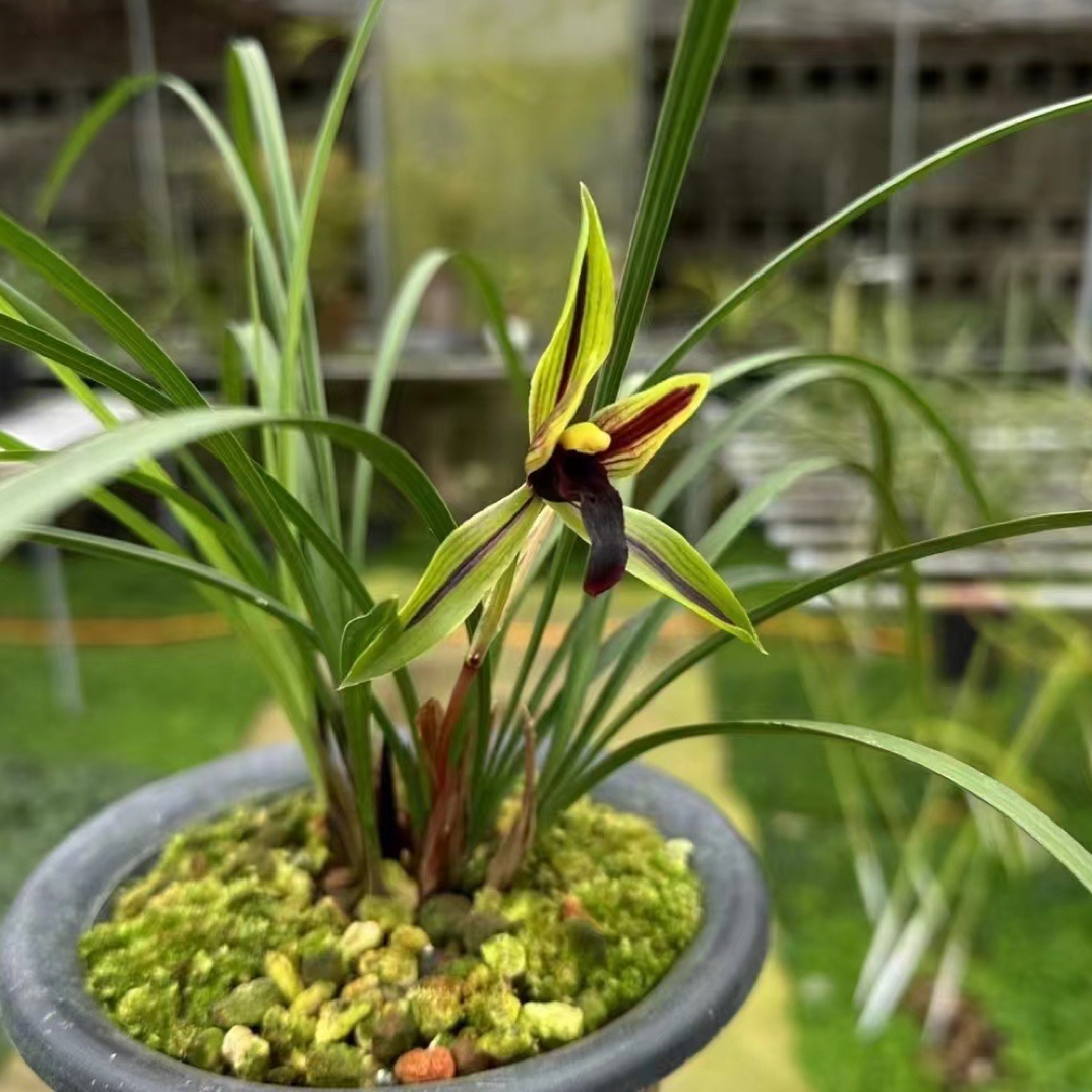 阳荣兰花 国兰 春兰包公魂名品花卉兰花绿植