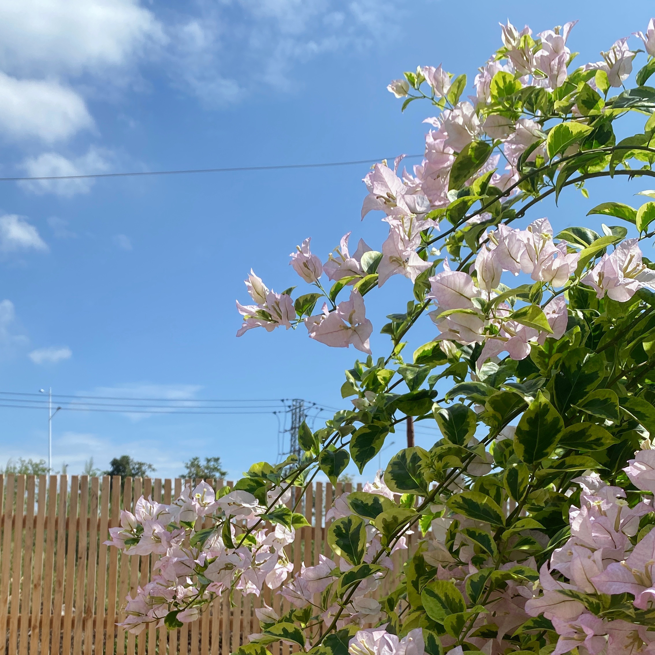 老桩精品三角梅一物一拍直播专用