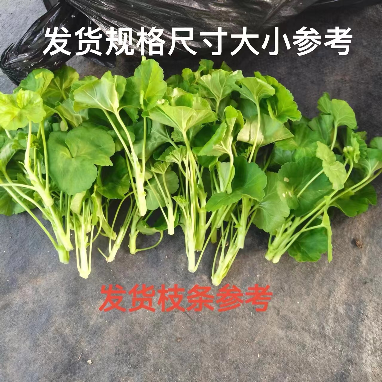 [天竺葵枝条}品种包对版扦插无售后