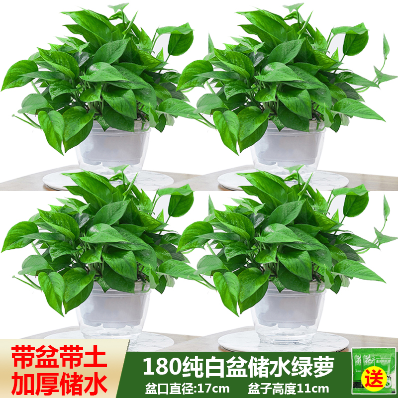 绿萝盆栽室内下单根部家用新房吸除甲醛绿植水培长藤垂吊大叶绿箩
